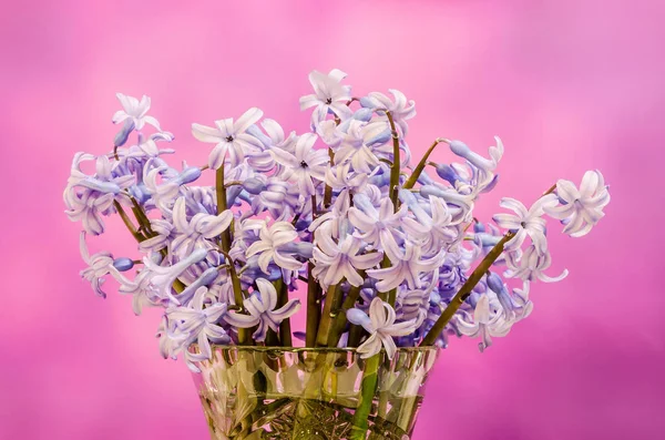 Azul Hyacinthus orientalis flores (jacinto común, jacinto de jardín — Foto de Stock