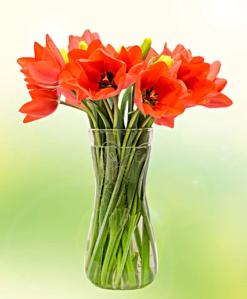 Flores de tulipas vermelhas, arranjo floral (buquê), em um vaso transparente — Fotografia de Stock