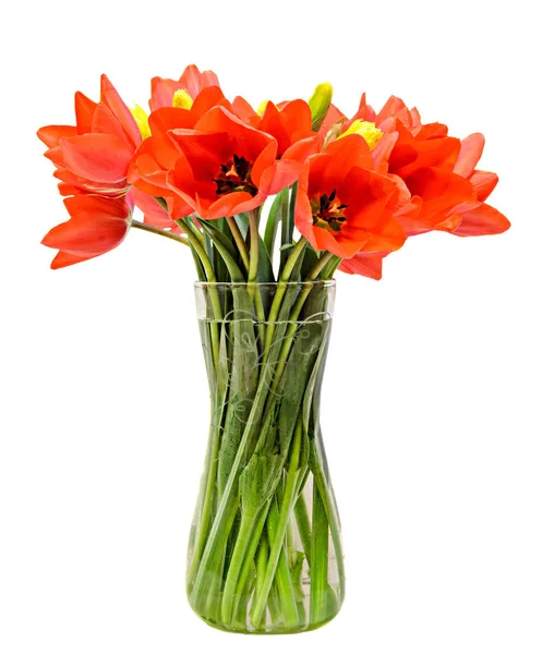 Flores de tulipanes rojos, arreglo floral (ramo), en un jarrón transparente —  Fotos de Stock