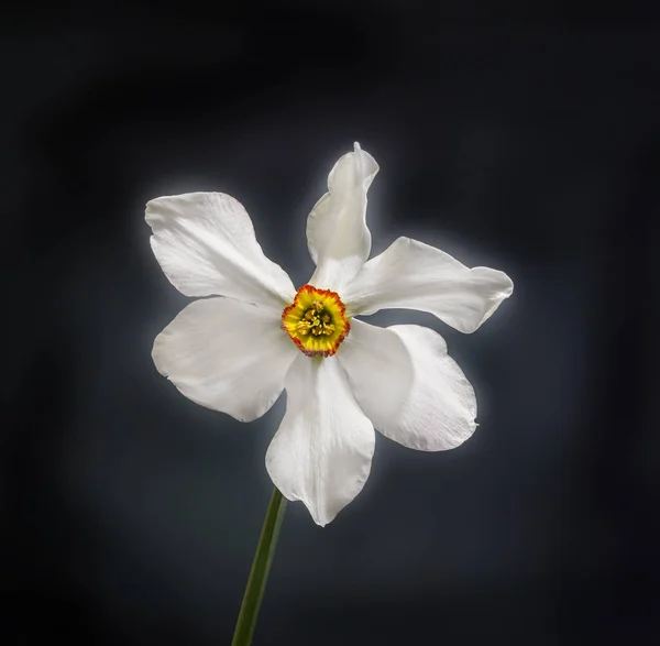 White daffodil (narcissus) flower, close up, gradient background