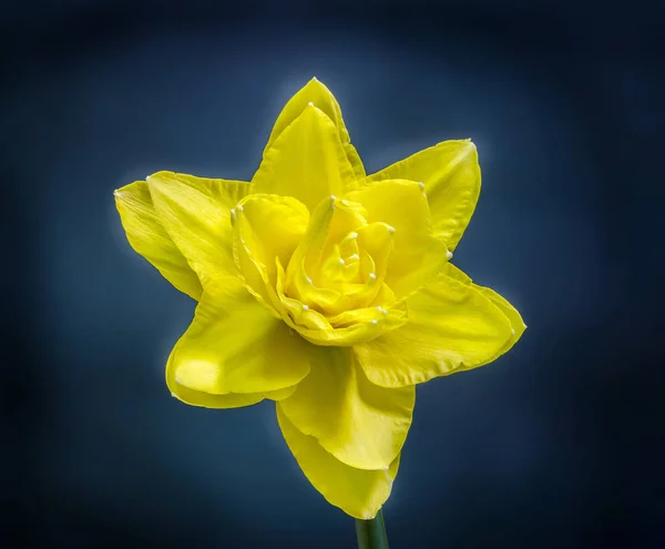 Gele narcis (narcissus) bloem, close-up, achtergrond met kleurovergang — Stockfoto
