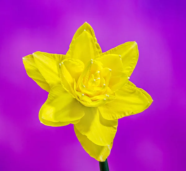 Gele narcis (narcissus) bloem, close-up, achtergrond met kleurovergang — Stockfoto