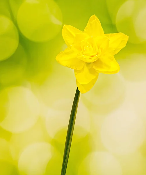 Narciso giallo (narciso) fiore, primo piano, sfondo sfumato — Foto Stock
