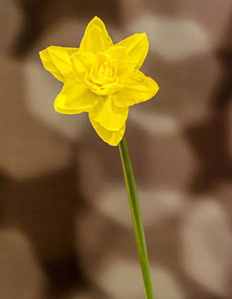 Gul påsklilja (narcissus) blomma, närbild, tonad bakgrund — Stockfoto