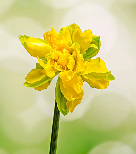 Narciso amarillo (narciso) flor, primer plano, fondo degradado — Foto de Stock