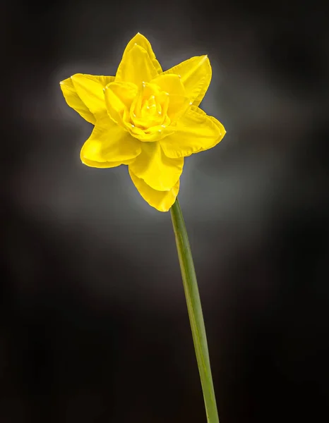 Żółty kwiat Narcyz (narcissus), bliska, tło gradientowe — Zdjęcie stockowe
