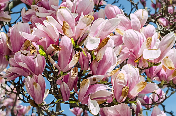 Flores de rama de Magnolia rosa, flores de árbol, fondo de cielo azul . — Foto de Stock