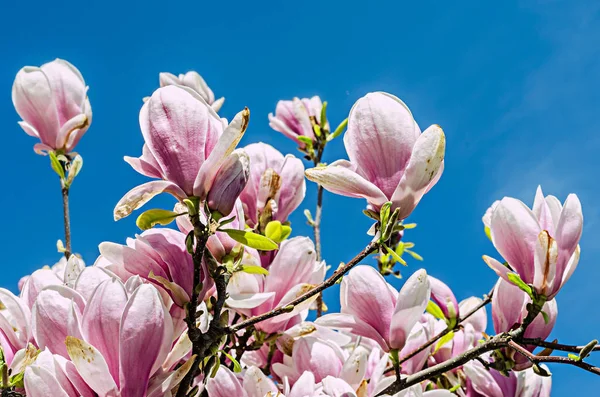 Flores de rama de Magnolia rosa, flores de árbol, fondo de cielo azul . — Foto de Stock