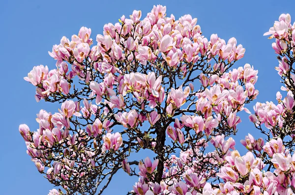 Flores de rama de Magnolia rosa, flores de árbol, fondo de cielo azul . — Foto de Stock