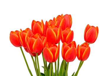 Kırmızı turuncu Lale çiçek sarı kenar boşlukları ile yakın çekim yakın çekim