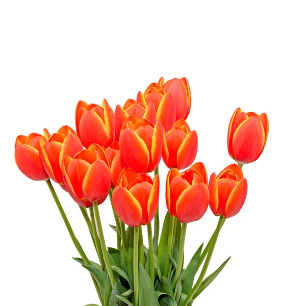 Les fleurs de tulipes rouges orange se rapprochent avec des marges jaunes, se rapprochent — Photo