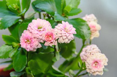 Pembe Calandiva çiçekler, aranjmani, Aile Crassulaceae, yakın çekim