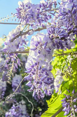 Leylak rengi mor Wisteria bush çiçekler, açık yakın yukarı tırmanma.