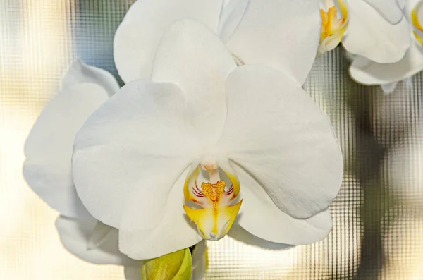 Flor blanca de la rama de la orquídea cercana, macro — Foto de Stock