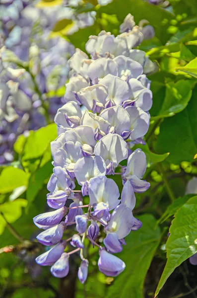 Mauve violett Wisteria bush klättring blommor, Utomhus nära upp, — Stockfoto