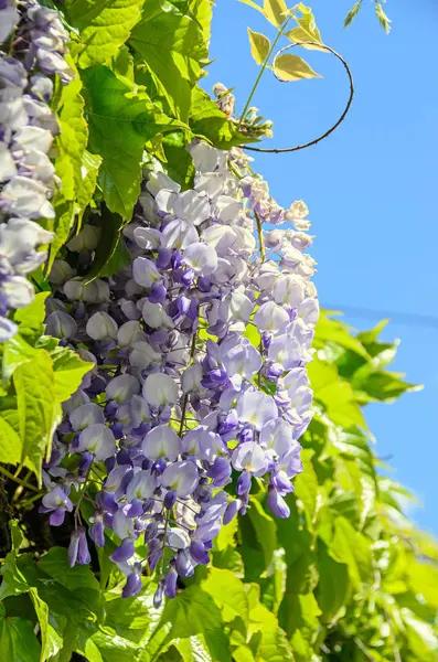 Violeta malva Wisteria arbusto escalada flores, al aire libre de cerca — Foto de Stock