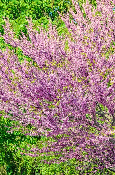 Flores de árvores violetas de Cercis siliquastrum, Judas árvore ao ar livre — Fotografia de Stock