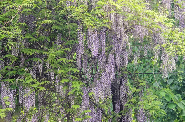 Violeta malva Wisteria arbusto escalada flores, al aire libre de cerca — Foto de Stock