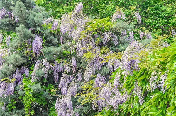 Violeta malva Wisteria arbusto escalada flores, al aire libre de cerca — Foto de Stock