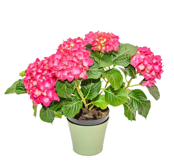 Red and pink Hydrangea flowers in a green flowerpot, hortensia — Stock Photo, Image