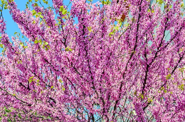 Flores de árbol violeta de Cercis siliquastrum, árbol de Judas al aire libre — Foto de Stock