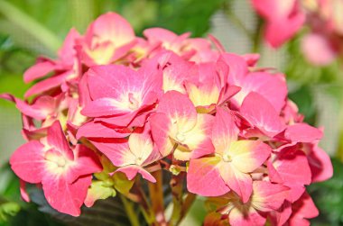 HORTENSIA yaprakları sarı ortanca çiçekleri ile pembe, yakın çekim
