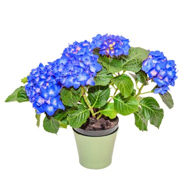 HORTENSIA yeşil bir saksı mavi ortanca çiçek, yakın çekim 