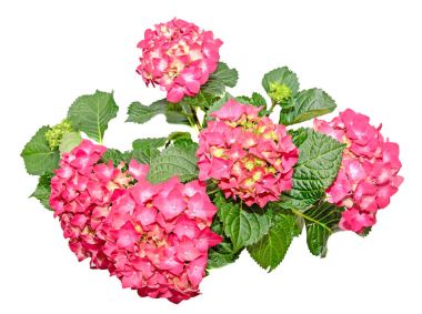 Kırmızı ve pembe ortanca çiçek yeşil bir saksı, HORTENSIA