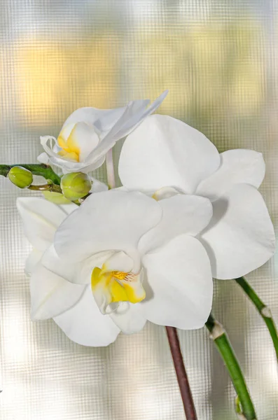 Orquídea blanca cerca de flores de rama, ventana aislada bokeh atrás — Foto de Stock
