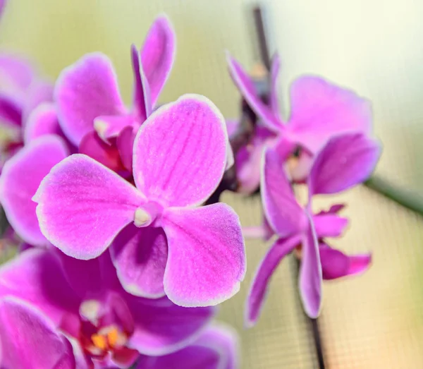 Pembe orkide şube çiçekler, pencere bokeh izole kapatmak