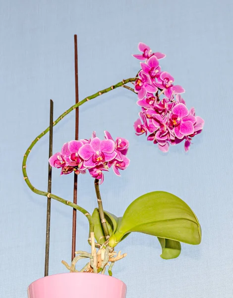 Orchidea rosa fiori ravvicinati ramo, isolato su finestra bokeh — Foto Stock