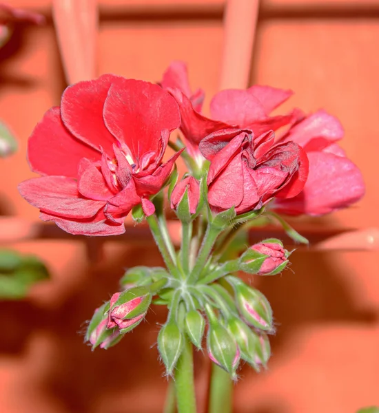 Geranios rojos oscuros flores, Pelargonium primer plano aislado — Foto de Stock
