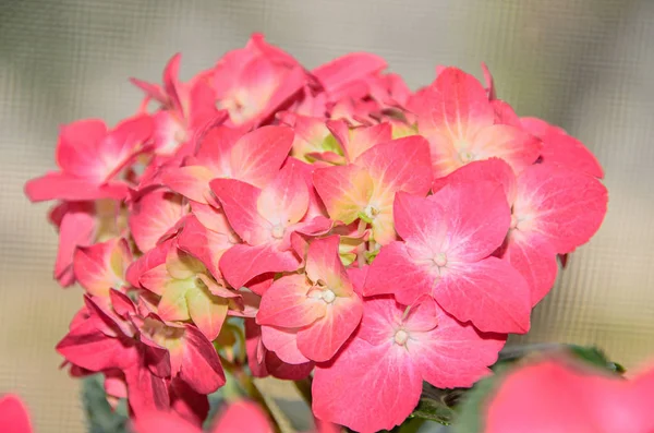 Rose avec fleurs jaunes d'hortensia, pétales d'hortensia rapprochés — Photo