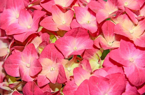 Rosa con flores amarillas de hortensia, pétalos de hortensia de cerca — Foto de Stock