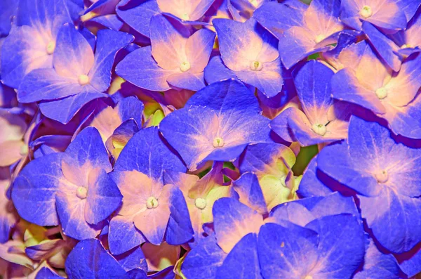 Azul con flores amarillas de hortensia, pétalos de hortensia de cerca — Foto de Stock