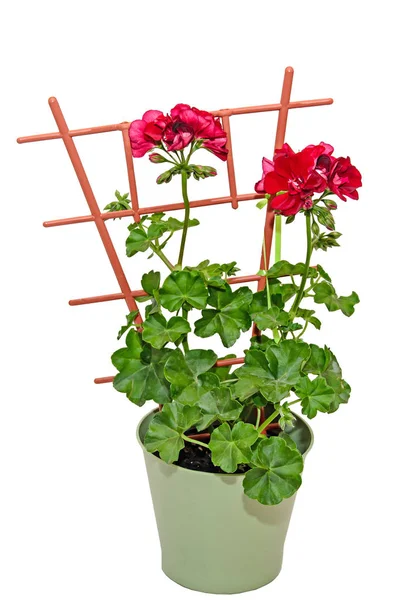 Dunkelrote Geranien blühen, Pelargonien in Nahaufnahme Blumentopf — Stockfoto