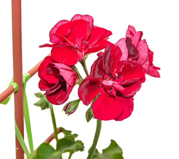 Geranios rojos oscuros flores, Pelargonium primer plano aislado — Foto de Stock