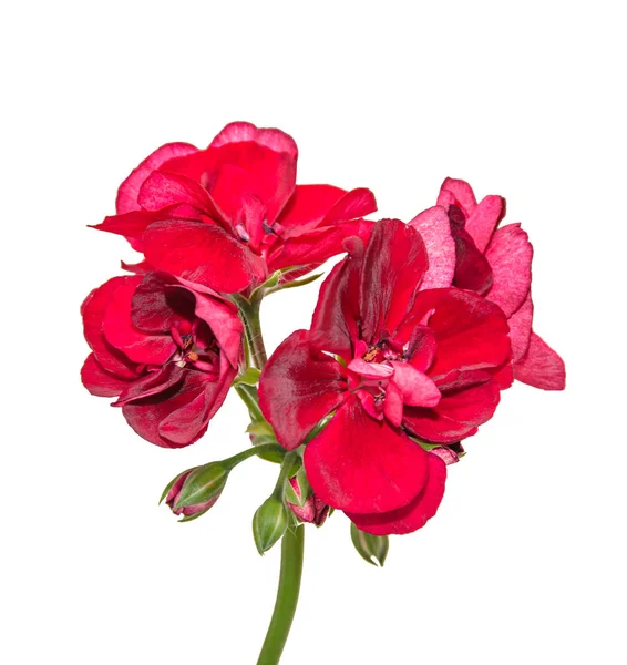 Flores de gerânios vermelhos escuros, Pelargonium close-up isolado — Fotografia de Stock