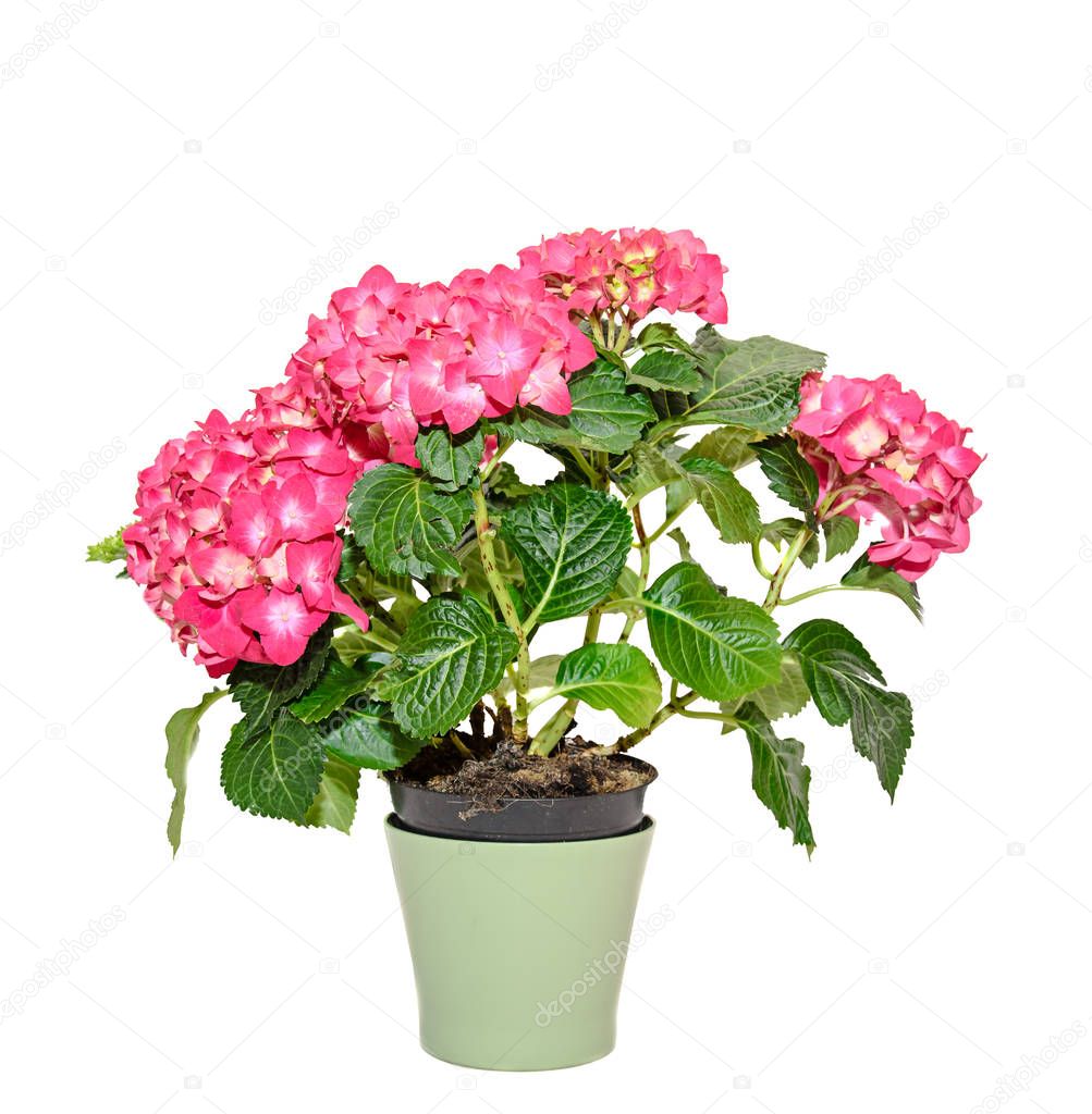Red and pink Hydrangea flowers in a green flowerpot, hortensia