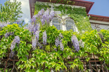 Leylak rengi mor Wisteria bush çiçekler, açık yakın yukarı tırmanma.