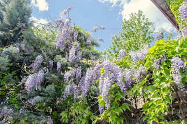 Leylak rengi mor Wisteria bush çiçekler, açık yakın yukarı tırmanma.