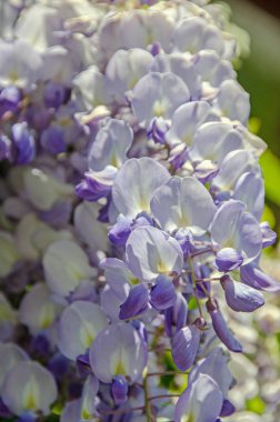 Leylak rengi mor Wisteria bush çiçekler, açık yakın yukarı tırmanma.