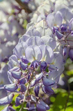 Leylak rengi mor Wisteria bush çiçekler, açık yakın yukarı tırmanma.