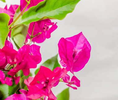 Begonvil pembe dal çiçek, kağıt çiçek yeşil yapraklar