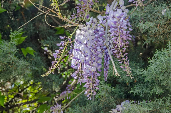 Violeta malva Wisteria arbusto escalada flores, al aire libre de cerca — Foto de Stock