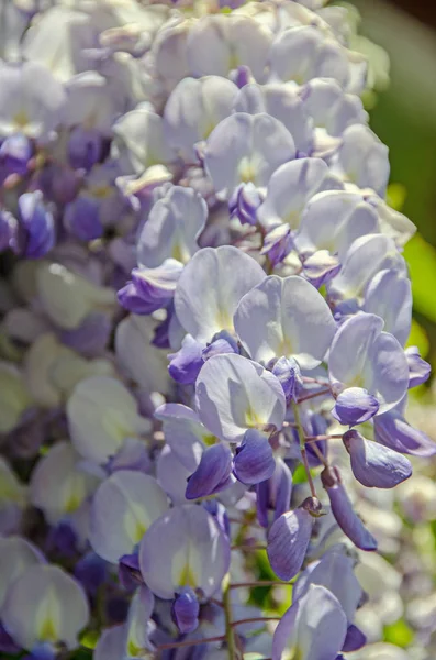 Mauve viola Glicine cespuglio arrampicata fiori, da vicino all'aperto — Foto Stock