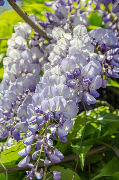 Mauve violett Wisteria bush klättring blommor, Utomhus nära upp — Stockfoto