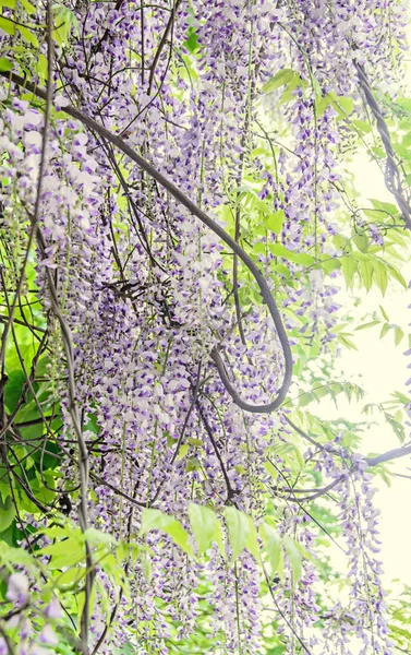 Mauve violett Wisteria bush klättring blommor, Utomhus nära upp — Stockfoto