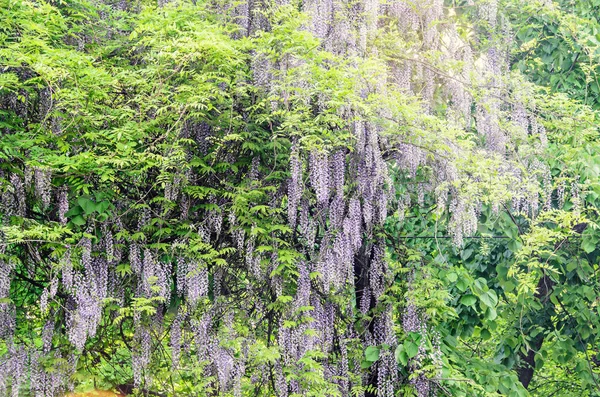 Violeta malva Wisteria arbusto escalada flores, al aire libre de cerca — Foto de Stock