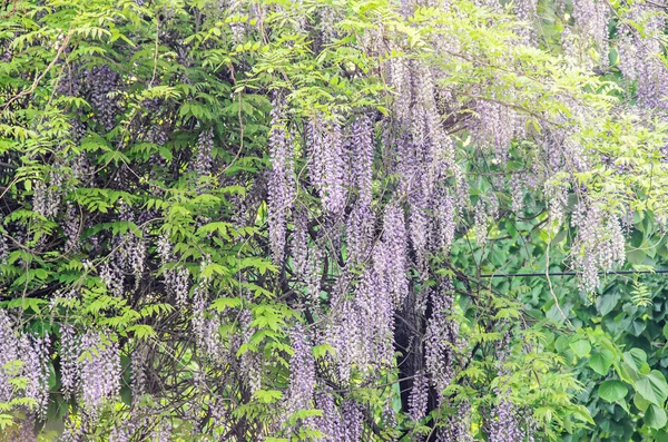 Violeta malva Wisteria arbusto escalada flores, al aire libre de cerca — Foto de Stock